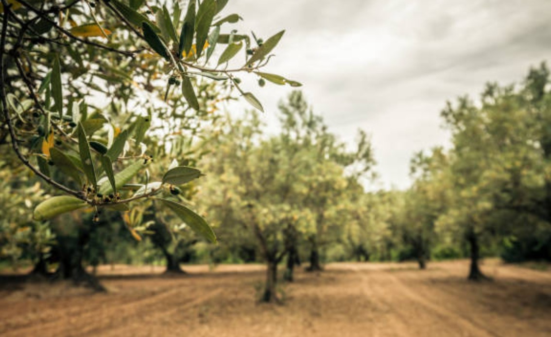 929c65b8-e918-4471-a933-b2713cb2eec3