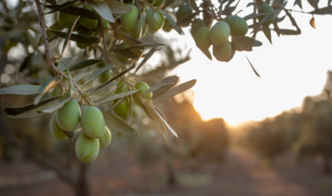 962f82e2-8845-47c1-8869-c41786d37b2a