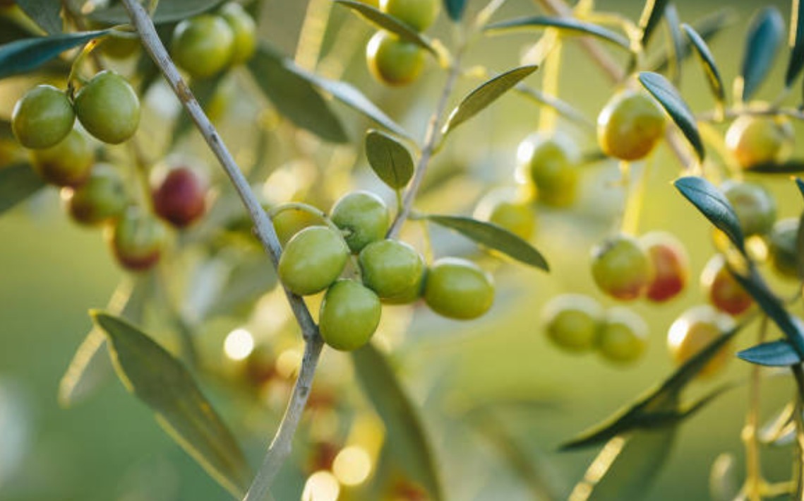 bbecc06f-a24d-4830-80b9-6ca94c380b0f